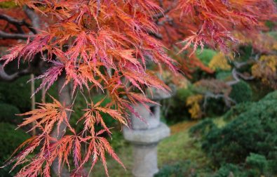 コラム更新「紅葉美しい秋の鶴舞園」